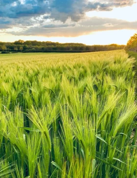 An open field bathed in natural light, evoking the sense of freedom and possibility that therapy can bring.