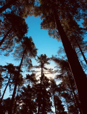 A view of tall, vibrant trees, representing the grounding and renewal often experienced through therapeutic practices.