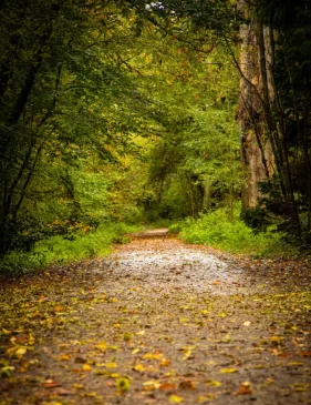 A winding path through a lush forest, symbolizing the journey of self-discovery and healing in therapy.